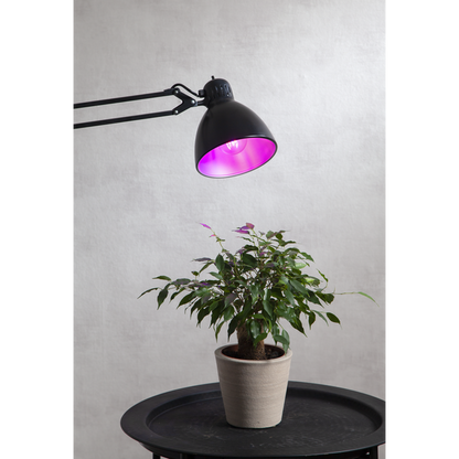 LED växtlampa normalform klar 6,5W E27